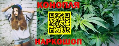 крисы Моздок